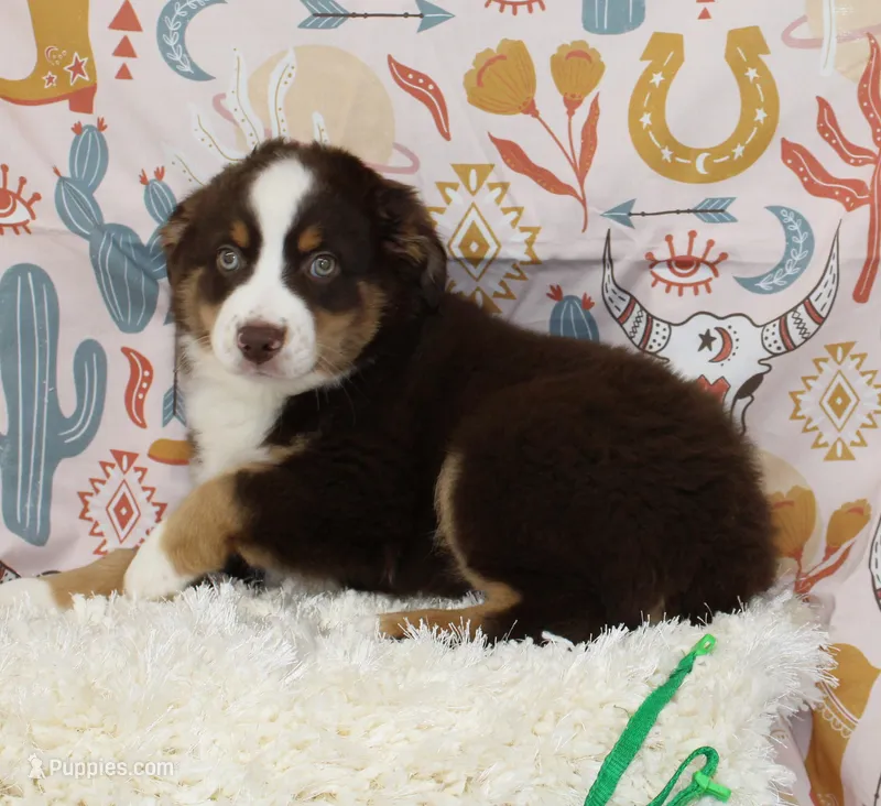 WILDER-ASDR  BLUE EYES – Miniature Australian Shepherd puppy for sale in Bells, TX
