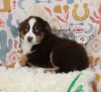 WILDER-ASDR  BLUE EYES, a male Miniature Australian Shepherd for sale in Bells, TX – 6 of 9