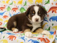 WILDER-ASDR  BLUE EYES, a male Miniature Australian Shepherd for sale in Bells, TX – Photo 6 of 8