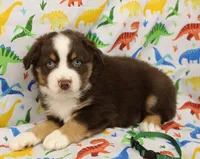 WILDER-ASDR  BLUE EYES, a male Miniature Australian Shepherd for sale in Bells, TX – Photo 4 of 8