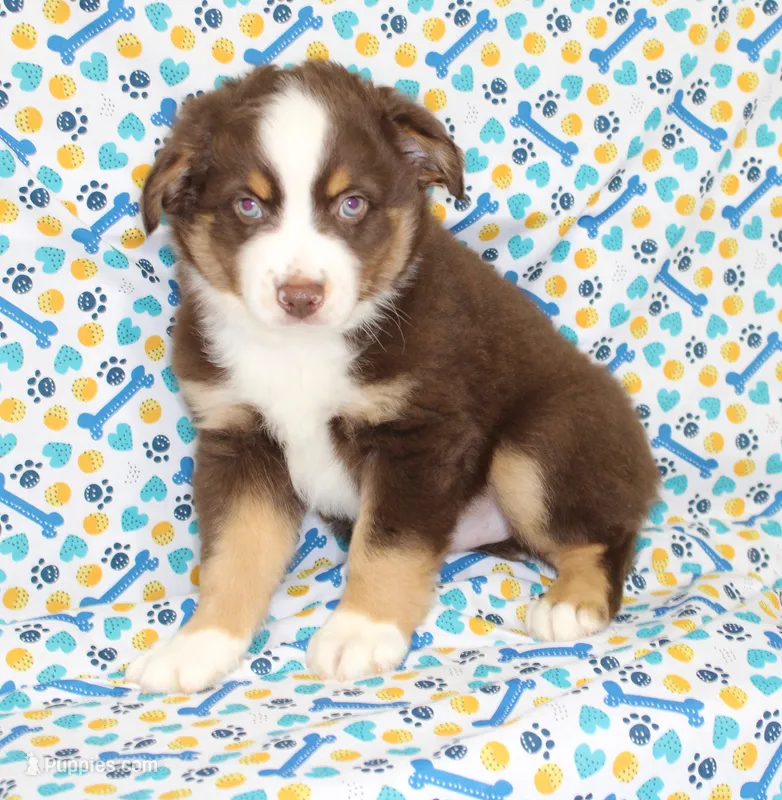WILDER-ASDR  BLUE EYES – Miniature Australian Shepherd puppy for sale in Bells, TX