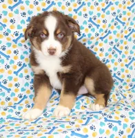 WILDER-ASDR  BLUE EYES, a male Miniature Australian Shepherd for sale in Bells, TX – Photo 1 of 8