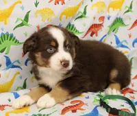 WILDER-ASDR  BLUE EYES, a male Miniature Australian Shepherd for sale in Bells, TX – Photo 7 of 8