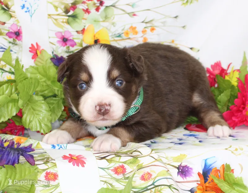 WILDER-ASDR  BLUE EYES