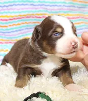WILDER-ASDR  BLUE EYES, a male Miniature Australian Shepherd for sale in Bells, TX – Photo 3 of 5