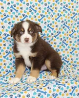 WILDER-ASDR  BLUE EYES, a male Miniature Australian Shepherd for sale in Bells, TX – Photo 3 of 8