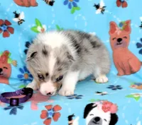FREEDOM -BLUE EYES, a female Pembroke Welsh Corgi for sale in Bells, TX – 4 of 5