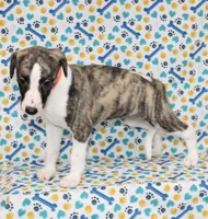 GRACIE-AKC, a female Whippet for sale in Bells, TX – 3 of 5
