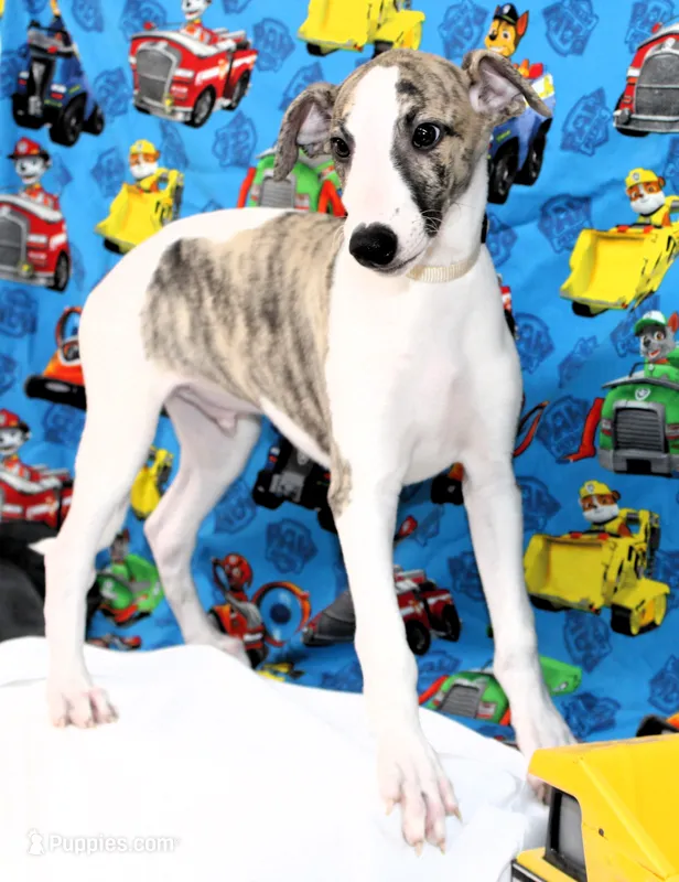 JACE-AKC – Whippet puppy for sale in Bells, TX