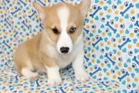 JULY-BLUE EYE, a male Pembroke Welsh Corgi for sale in Bells, TX – 3 of 10