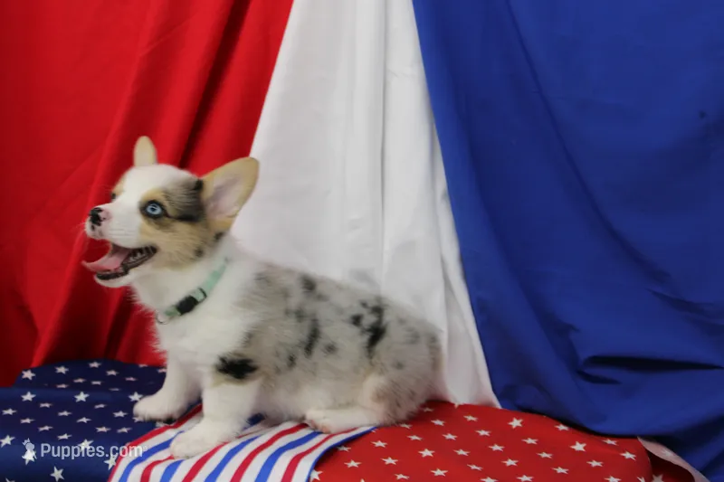 SPARKLER-BLUE EYES – Pembroke Welsh Corgi puppy for sale in Bells, TX