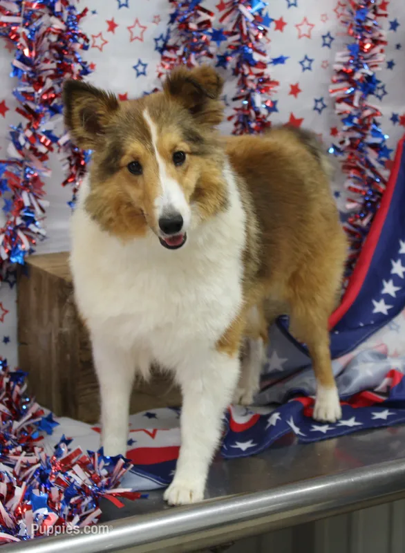 STEELHORSES HOLIGAN HANNA-AKC – Shetland Sheepdog puppy for sale in Bells, TX