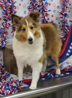 STEELHORSES HOLIGAN HANNA-AKC, a female Shetland Sheepdog for sale in Bells, TX – 2 of 6