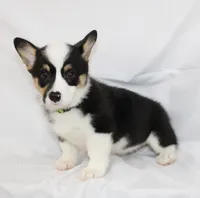 MERICA, a female Pembroke Welsh Corgi for sale in Bells, TX – 3 of 10
