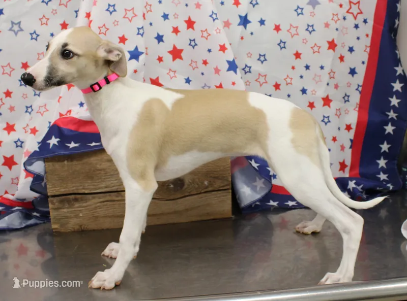 ALLY-AKC – Whippet puppy for sale in Bells, TX