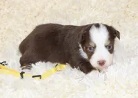 TILLY-ASDR BLUE EYES, a female Miniature Australian Shepherd and Toy Australian Shepherd for sale in Bells, TX – 2 of 5