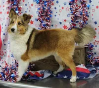 STEELHORSES HOLIGAN HANNA-AKC, a female Shetland Sheepdog for sale in Bells, TX – 1 of 6