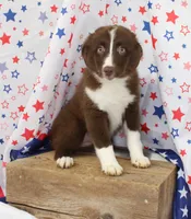 EMBER, a female Toy Australian Shepherd for sale in Bells, TX – 4 of 10