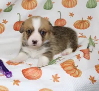 LOTTIE, a female Pembroke Welsh Corgi for sale in Bells, TX – 3 of 7