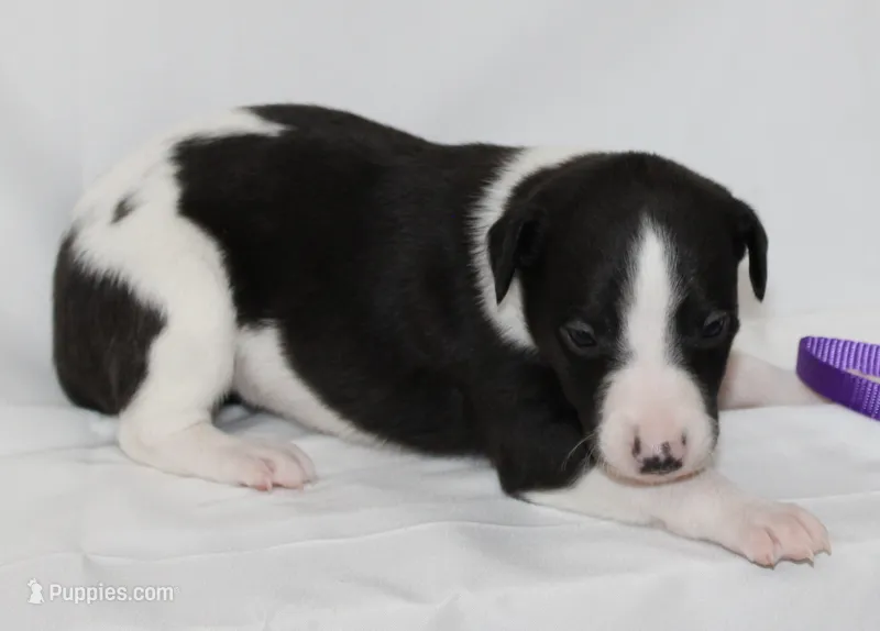 BIZZY-WHIPPET AKC – Whippet puppy for sale in Bells, TX