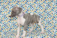 MAISIE-AKC BLUE BRINDLE BLUE EYES, a female Whippet for sale in Bells, TX – 7 of 7