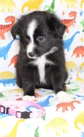 INDIGO-TOY ASDR, a female Toy Australian Shepherd for sale in Bells, TX – Photo 2 of 9