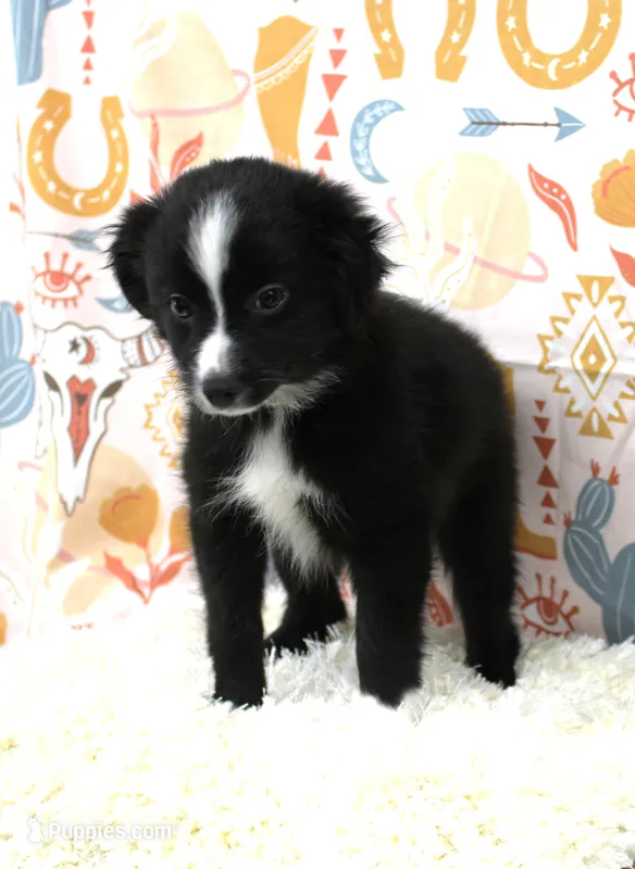 INDIGO-TOY ASDR – Toy Australian Shepherd puppy for sale in Bells, TX