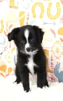 INDIGO-TOY ASDR, a female Toy Australian Shepherd for sale in Bells, TX – 4 of 9