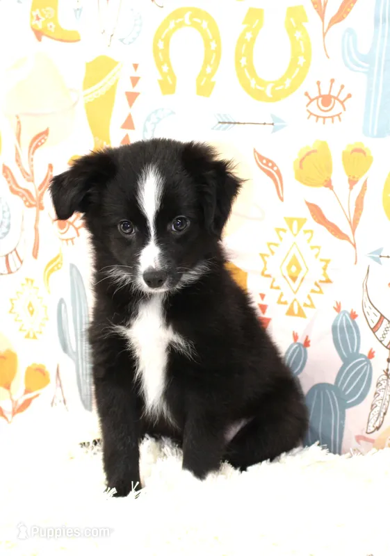 INDIGO-TOY ASDR – Toy Australian Shepherd puppy for sale in Bells, TX