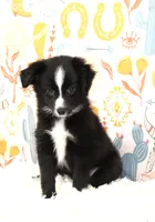 INDIGO-TOY ASDR, a female Toy Australian Shepherd for sale in Bells, TX – 3 of 9