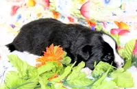 INDIGO-ASDR, a female Toy Australian Shepherd for sale in Bells, TX – Photo 6 of 6