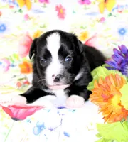 INDIGO-ASDR, a female Toy Australian Shepherd for sale in Bells, TX – Photo 2 of 6