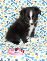 INDIGO-TOY ASDR, a female Toy Australian Shepherd for sale in Bells, TX – Photo 4 of 9
