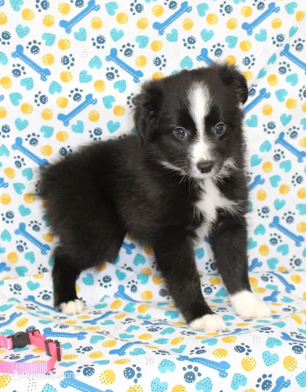 INDIGO-TOY ASDR – Toy Australian Shepherd puppy for sale in Bells, TX