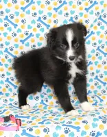 INDIGO-TOY ASDR, a female Toy Australian Shepherd for sale in Bells, TX – Photo 2 of 9