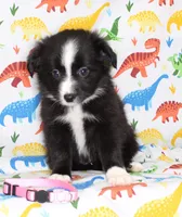 INDIGO-TOY ASDR, a female Toy Australian Shepherd for sale in Bells, TX – Photo 4 of 9
