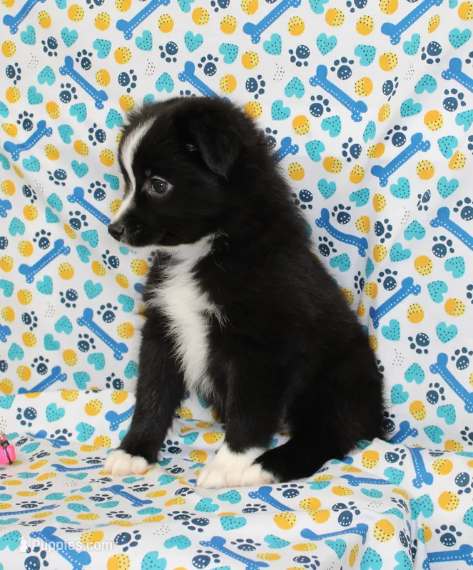 INDIGO-TOY ASDR – Toy Australian Shepherd puppy for sale in Bells, TX
