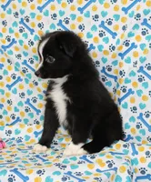 INDIGO-TOY ASDR, a female Toy Australian Shepherd for sale in Bells, TX – Photo 1 of 9