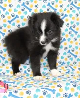 INDIGO-TOY ASDR, a female Toy Australian Shepherd for sale in Bells, TX – Photo 5 of 9