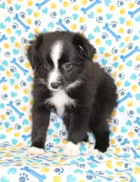 INDIGO-TOY ASDR, a female Toy Australian Shepherd for sale in Bells, TX – Photo 3 of 9