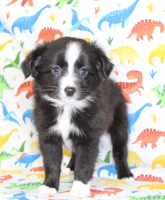 INDIGO-TOY ASDR – Toy Australian Shepherd puppy for sale in Bells, TX