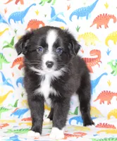 INDIGO-TOY ASDR, a female Toy Australian Shepherd for sale in Bells, TX – Photo 1 of 9