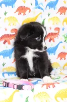 INDIGO-TOY ASDR, a female Toy Australian Shepherd for sale in Bells, TX – Photo 3 of 9