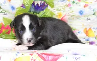 INDIGO-ASDR, a female Toy Australian Shepherd for sale in Bells, TX – Photo 3 of 6