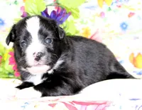 INDIGO-ASDR, a female Toy Australian Shepherd for sale in Bells, TX – Photo 4 of 6