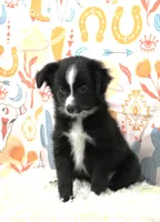 INDIGO-TOY ASDR, a female Toy Australian Shepherd for sale in Bells, TX – 9 of 9