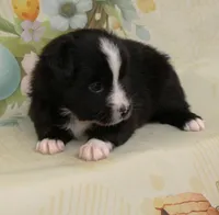 INDIGO-TOY ASDR, a female Toy Australian Shepherd for sale in Bells, TX – Photo 3 of 8