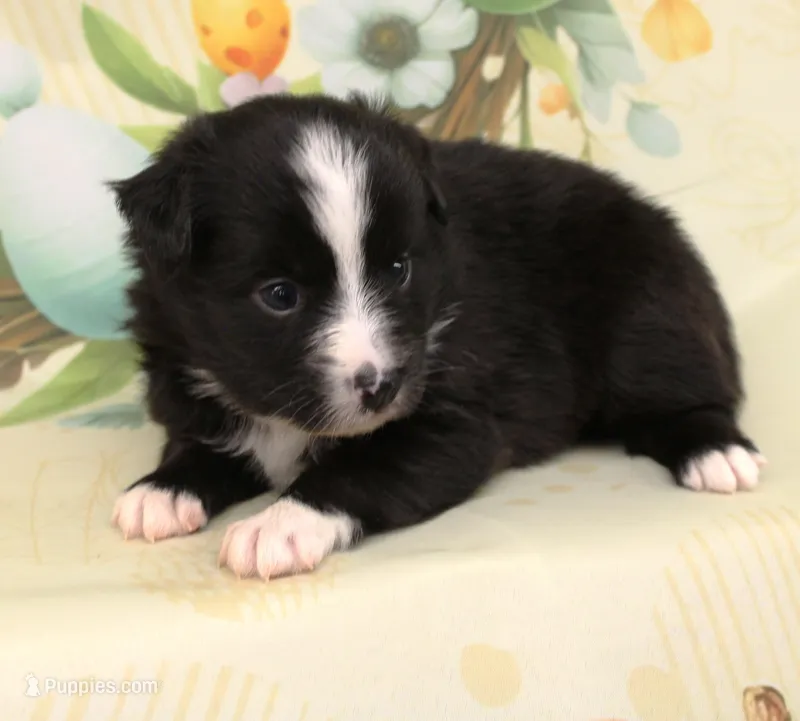 INDIGO-TOY ASDR – Toy Australian Shepherd puppy for sale in Bells, TX