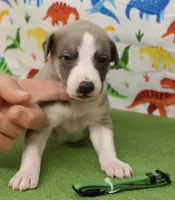 BOGART-AKC, a male Whippet for sale in Bells, TX – Photo 1 of 7
