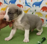 BOGART-AKC, a male Whippet for sale in Bells, TX – Photo 2 of 7